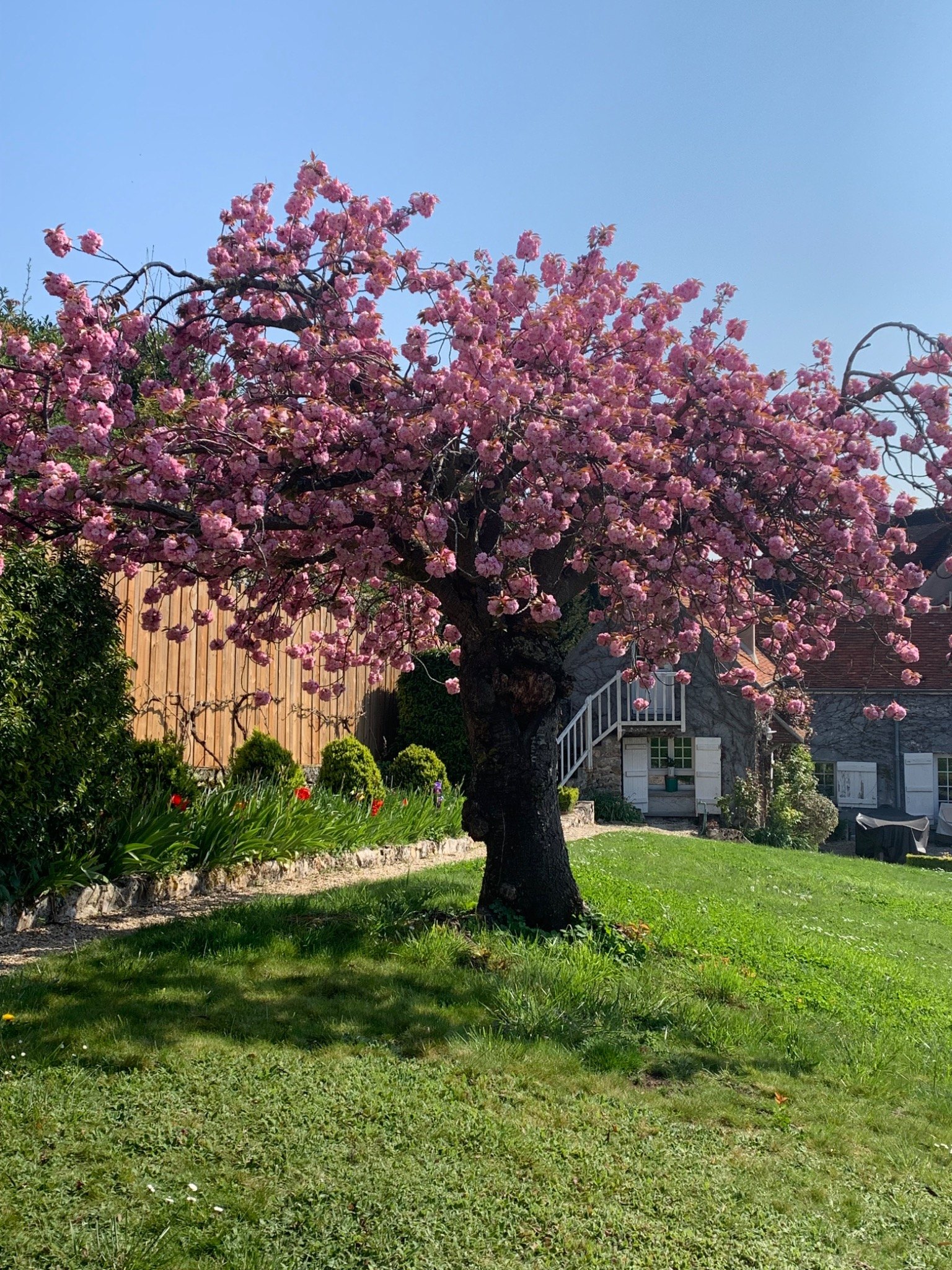 Spring in the garden